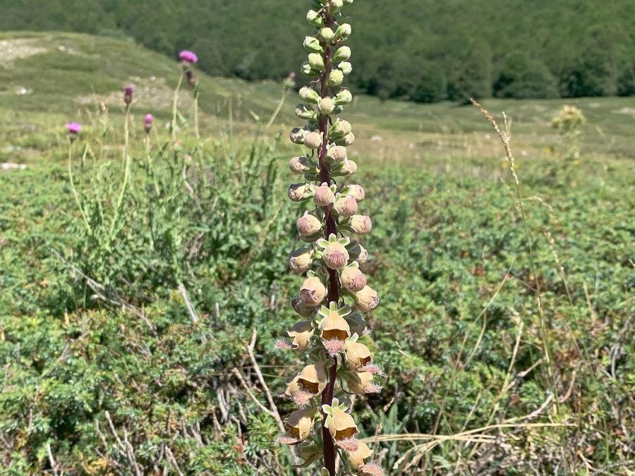 Digitale ferruginea in fiore ai Piani di Pezza