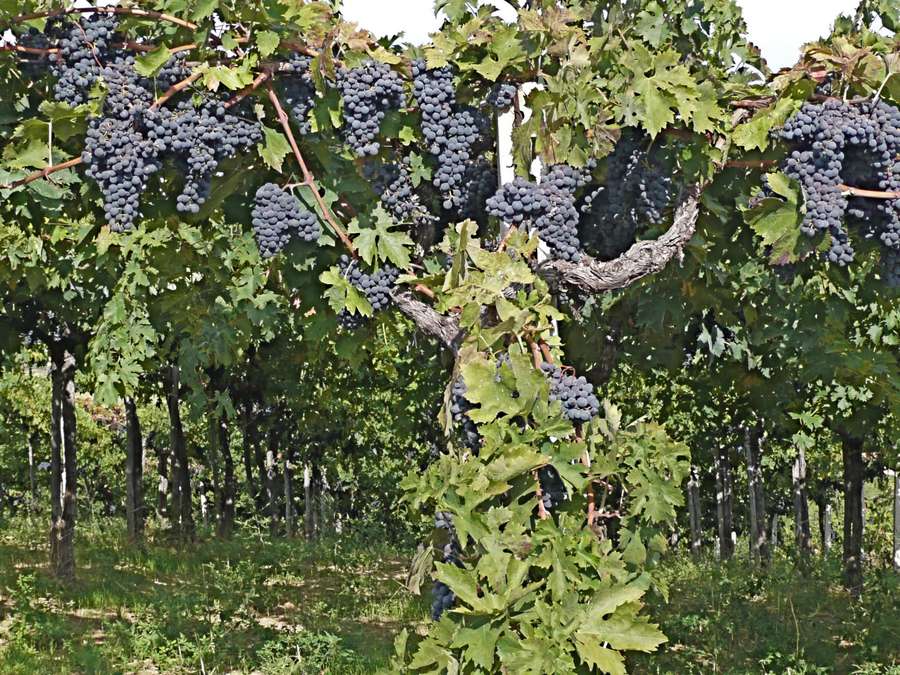 Uve Montepulciano in Abruzzo (foto indicativa)