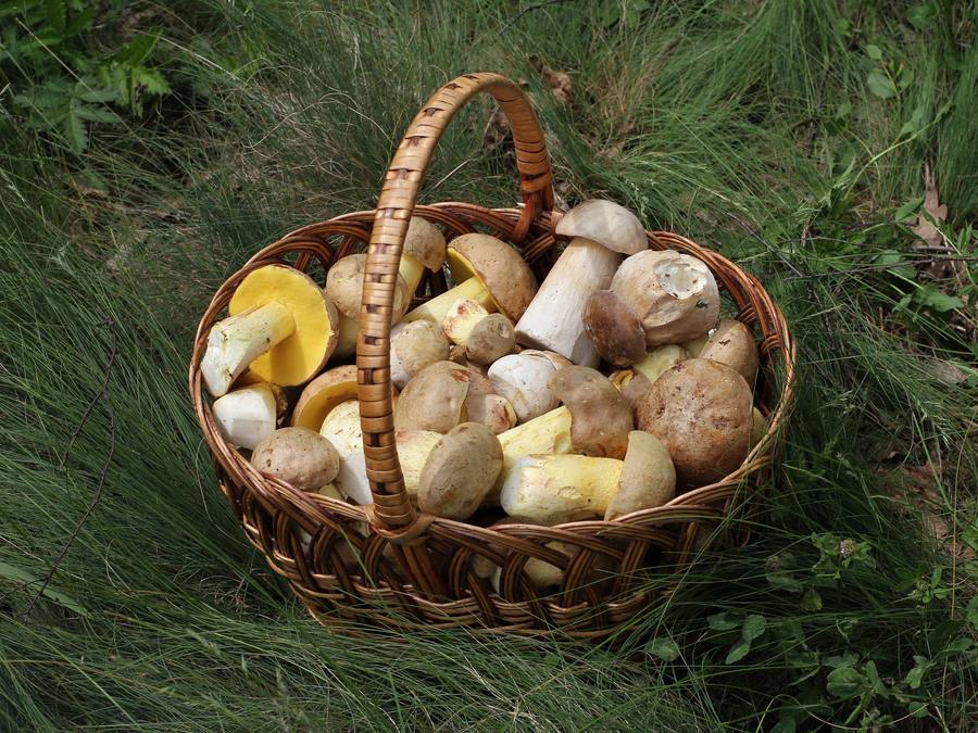 Funghi di bosco (foto indicativa)