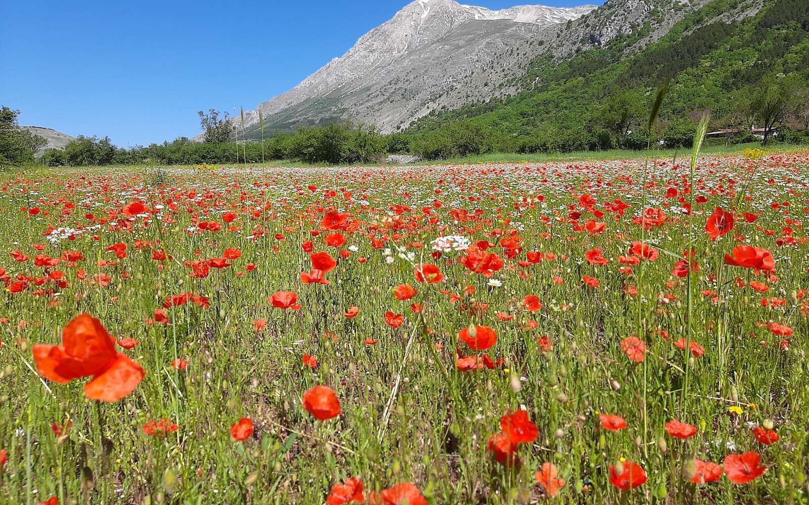 Papaveri in fiore nel Parco Sirente-Velino