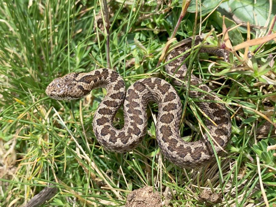 Vipera dell’Orsini sul Monte Velino